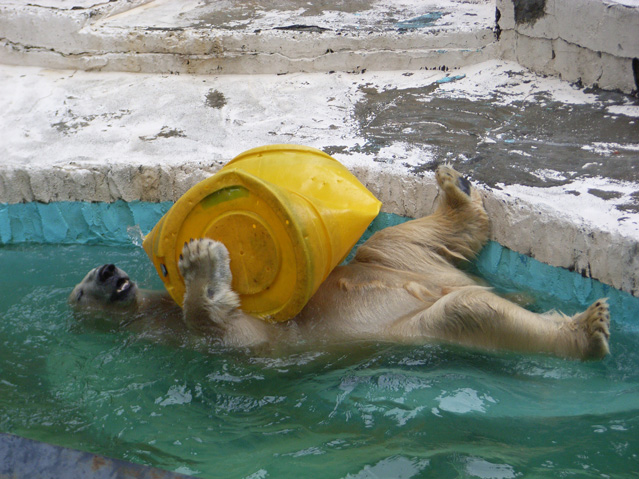 シロクマ45日本平動物園ロッシー2009｜ホッキョクグマと三角コーン